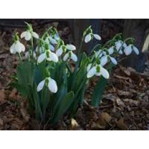 00981 Snowdrops 20Pk Height 1/7" Tasma