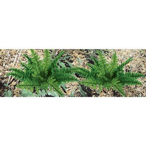 95533 Ferns 5/8" 12Pk Oo Gauge